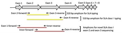 Sequence-Based Genotyping of Expressed Swine Leukocyte Antigen Class I Alleles by Next-Generation Sequencing Reveal Novel Swine Leukocyte Antigen Class I Haplotypes and Alleles in Belgian, Danish, and Kenyan Fattening Pigs and Göttingen Minipigs